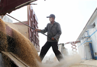 Local authorities given instructions for national grain census