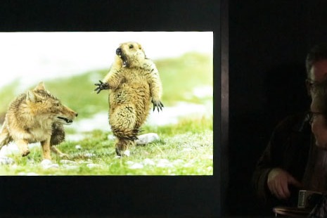 Wildlife photography winner on show in London museum