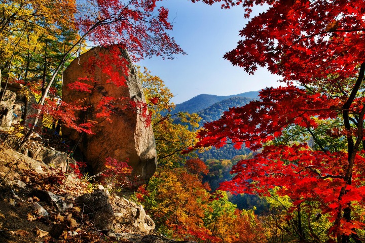 Colorful maple trees in Benxi attract visitors