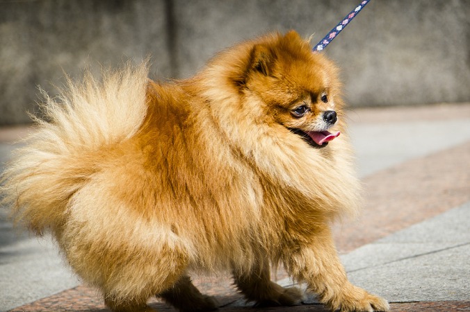 New dog regulations in North China city go live in March