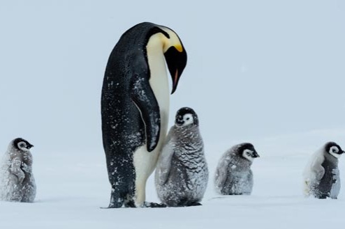 More Chinese interested in traveling to the South Pole