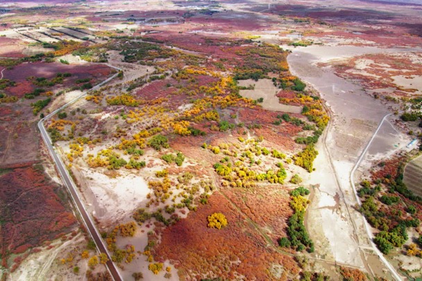Amazing China: Desert poplar trees in Inner Mongolia