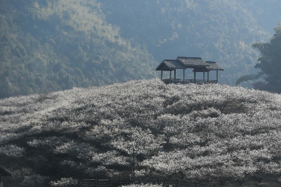 China's tourism sector blazing trail out of virus blues