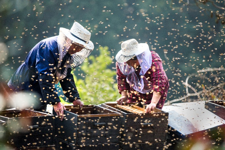 Grain production goal can be reached despite epidemic