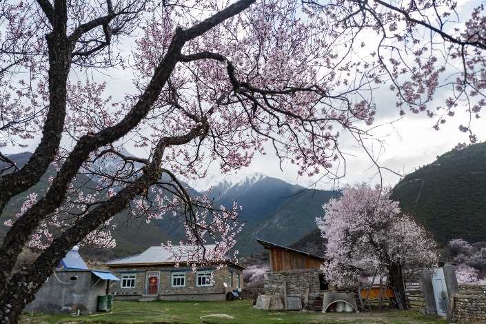 Tibet to start annual peach blossom festival