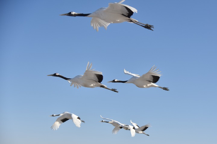 'Home of red-crowned cranes' to offer free admission for medics