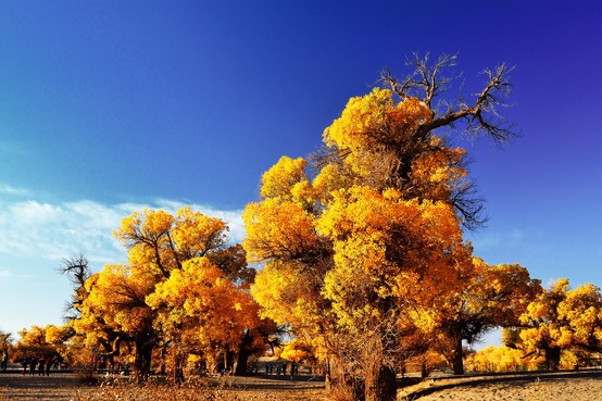 Alshaa League Poplar Forest Scenic Area, Inner Mongolia autonomous region