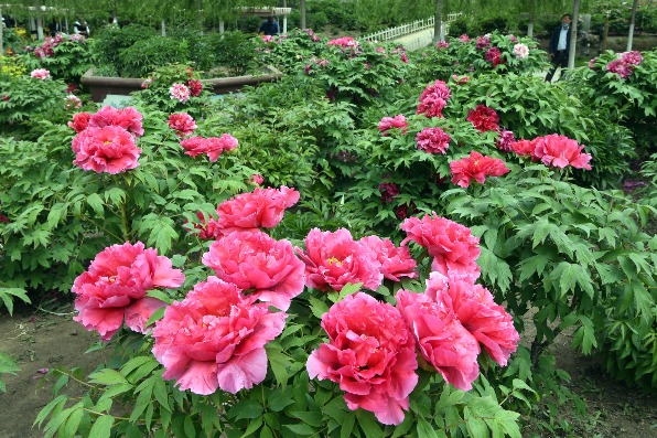 Tianjin receives over 1.6m tourists during May Day holiday