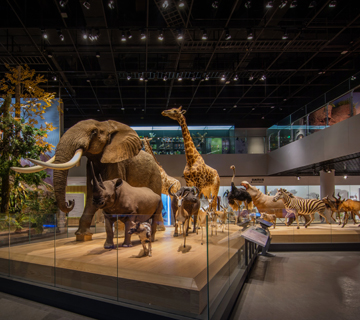 Permanent exhibitions of Zhejiang Museum of Natural History, Anji Branch