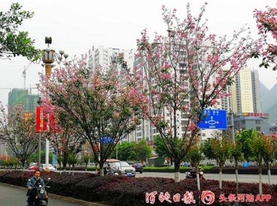 Admiring blooming cherry blossoms in Hechi