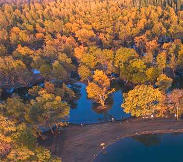 Alshaa League Poplar Forest Scenic Area, Inner Mongolia autonomous region