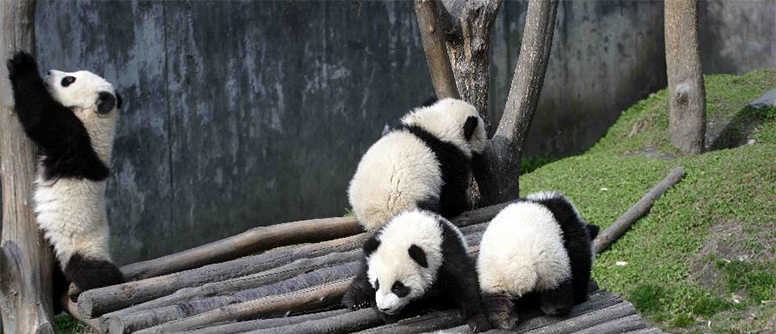 Bifeng Gorge Scenic Area, Sichuan province