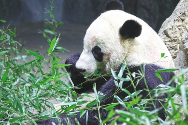 Giant panda park to be established by year's end