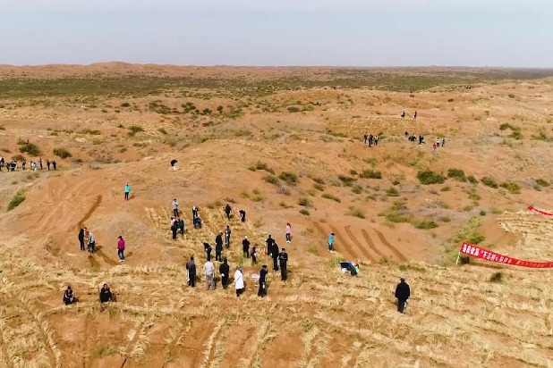 Growing a green and gold oasis in the desert sands
