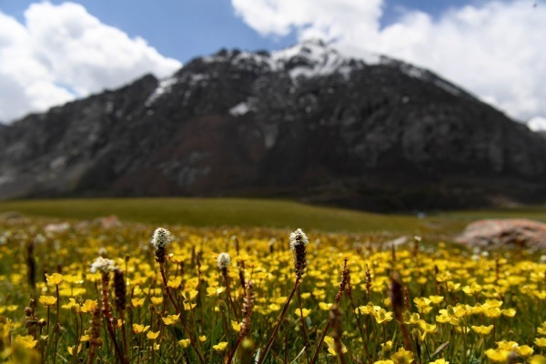 Xinjiang glacier reserve now a paradise for wildlife