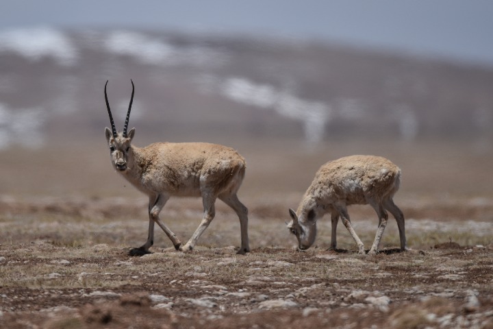 China to complete building national park on 'roof of the world'