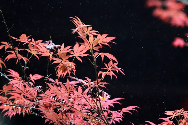 Maple trees in Yangzhou attract visitors