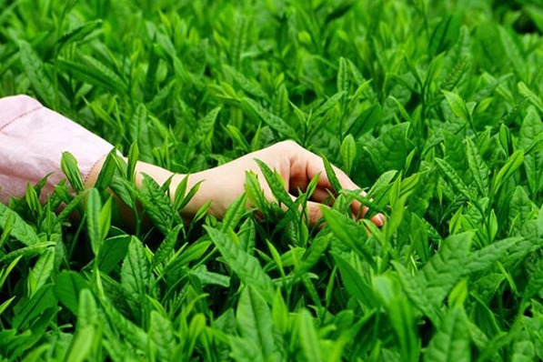 High-speed railway service revives ancient tea road