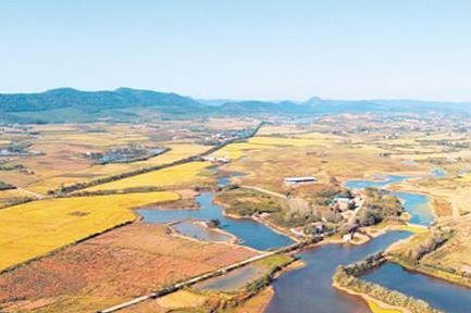 Millet remains found at China's Neolithic culture site