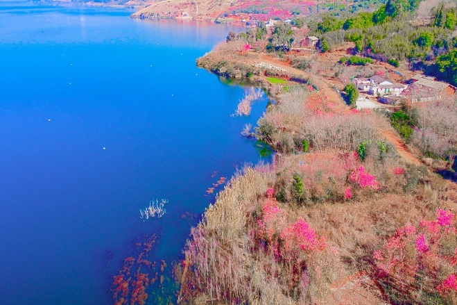 Cherry blossoms lighten Yangzonghai Lake