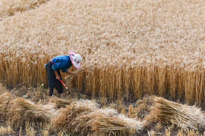 Good grain harvest lifts nation's supplies