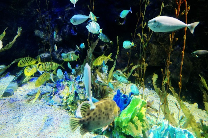 A charming winter tour at an aquarium in Beijing