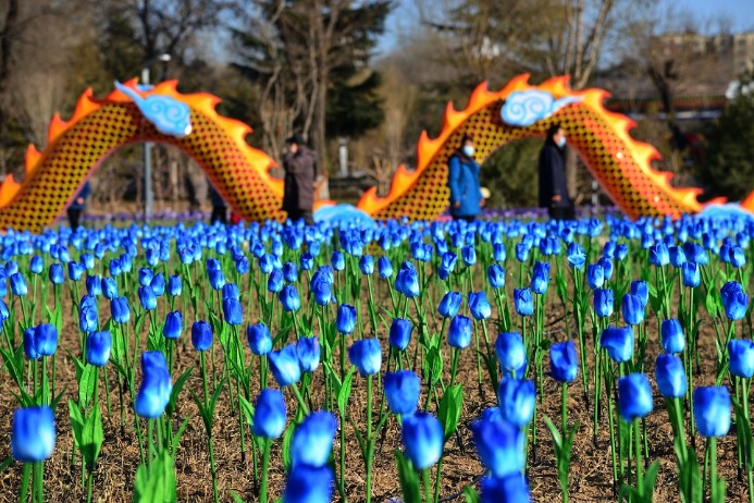 Special flowers flourish in Changzhi, Shanxi