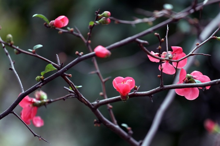 Spring flowers bloom in the Nanjing winter