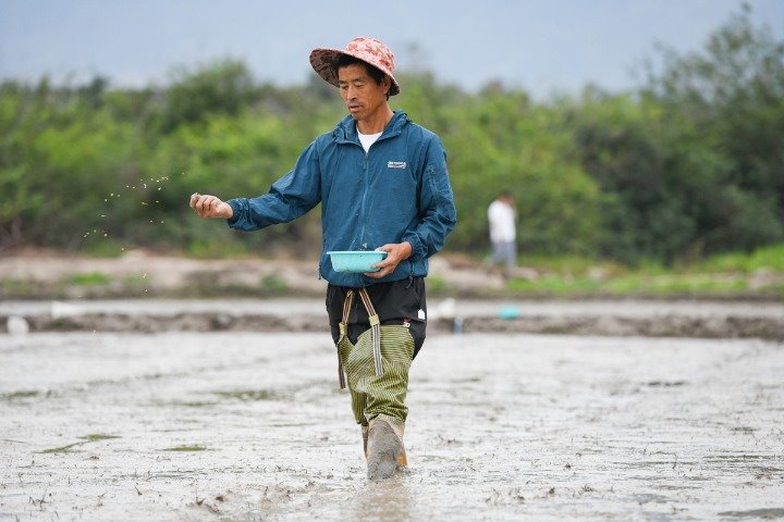 Growing of seawater rice to be greatly expanded