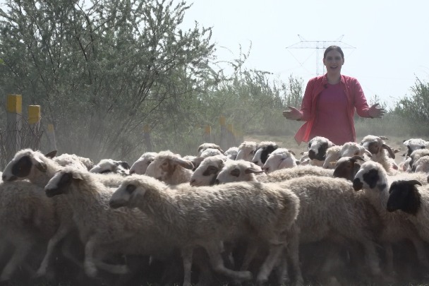 Episode 1: Ningxia sheep ranch rounds up new tech