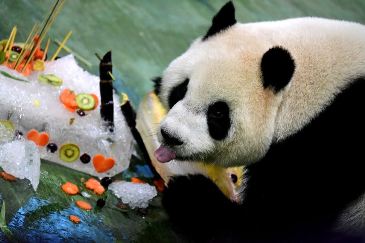 Giant panda 'Yuanzai' celebrates 6th birthday in China's Taiwan