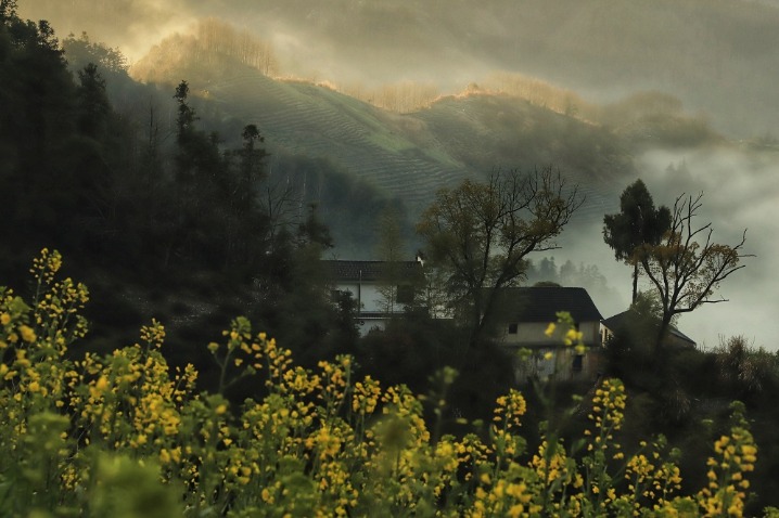 Golden flowers and a sea of clouds make a nice spring in Anhui