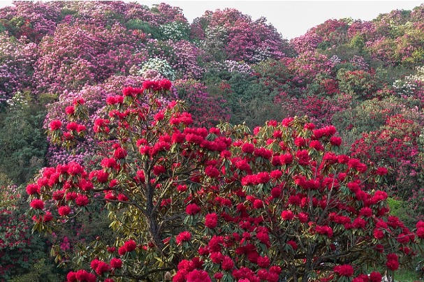 Azaleas blanket national forest park with brilliant colors