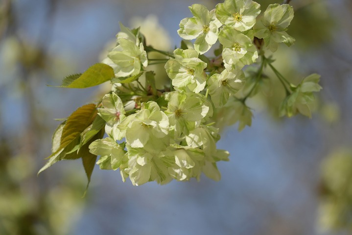 Green cherry blossoms bloom in C China