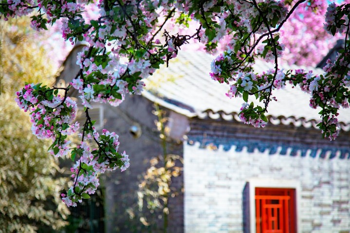 Crabapple blossoms draw visitors to enjoy enchanting spring moments