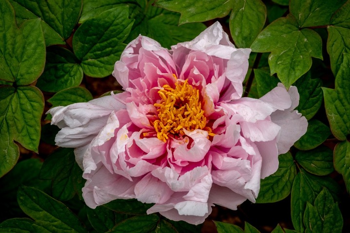 Peony culture festival draws visitors to Luoyang