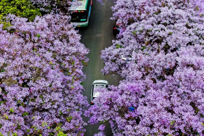 Jacaranda add to romance in Kunming