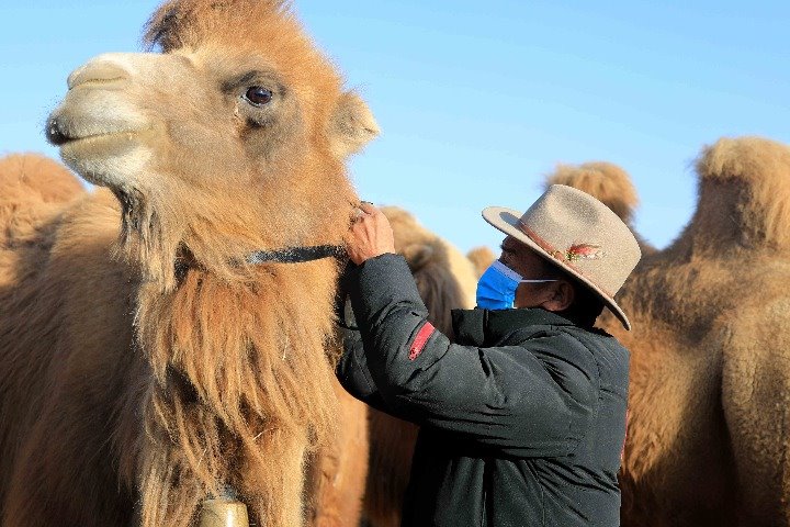 Satellite navigation system helps track cows, camels