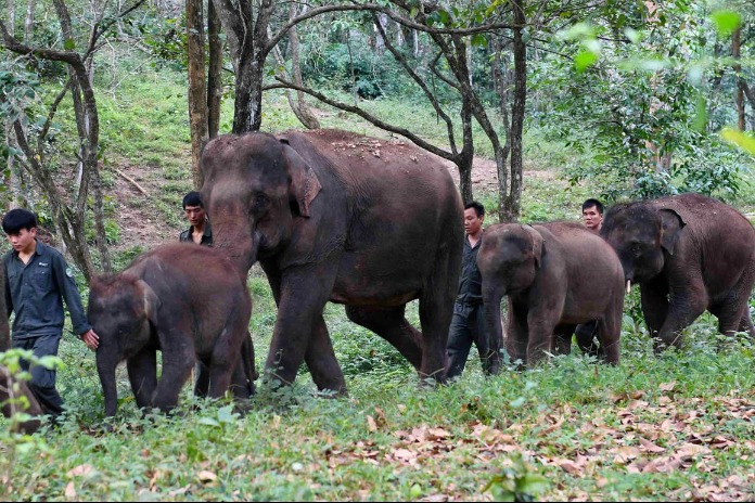 Achievements seen in wildlife protection