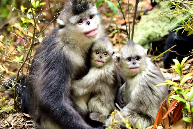 China to further enhance wildlife, habitat protection