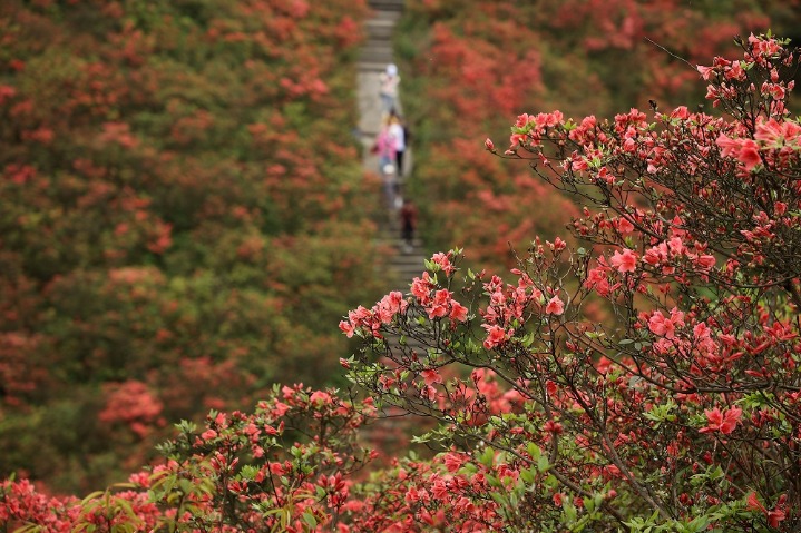 Azalea sea adds to festive air in Hebei