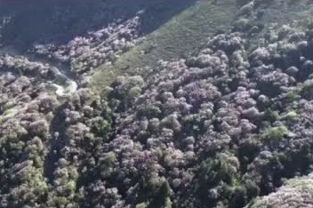 Azaleas mark a perfect vernal close-up in Yunnan