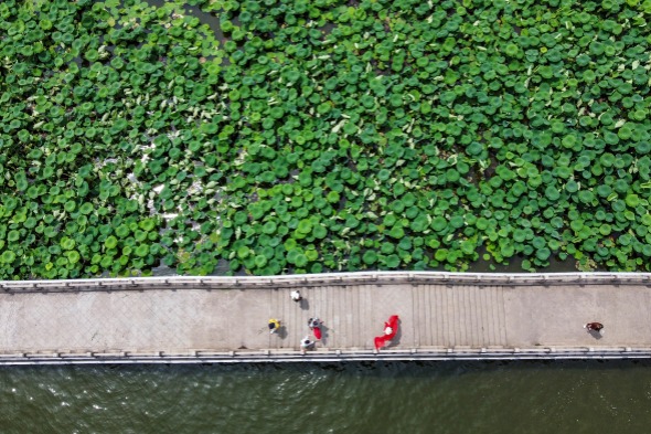 ​Lotus flowers in full bloom at Daming Lake