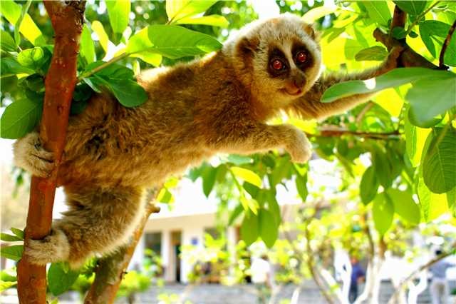 Endangered slow loris spotted in Yunnan