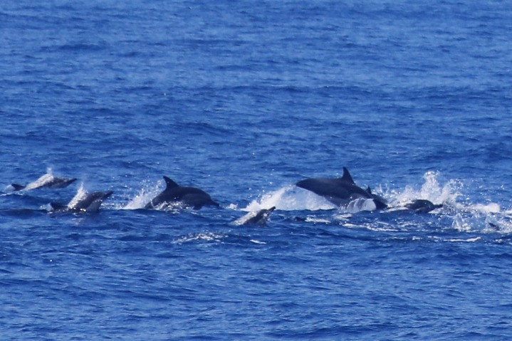 Dolphins swim near Xiamen