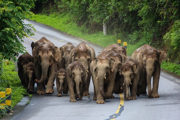 Elephants on their way