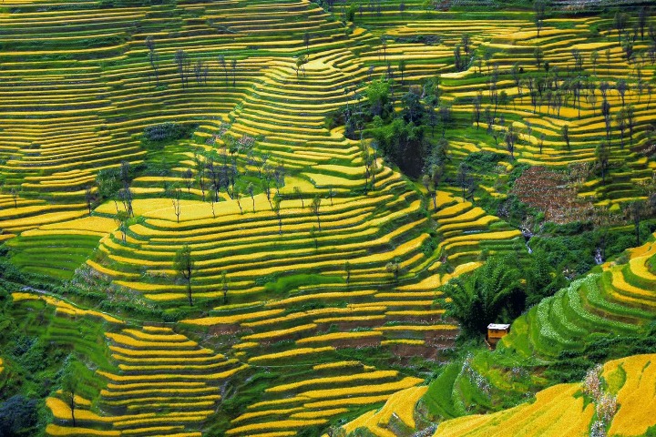 Terraced fields make up eco wonder in Yunnan