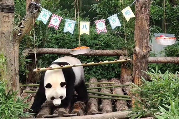 Celebrations mark birthdays of giant pandas in Guiyang