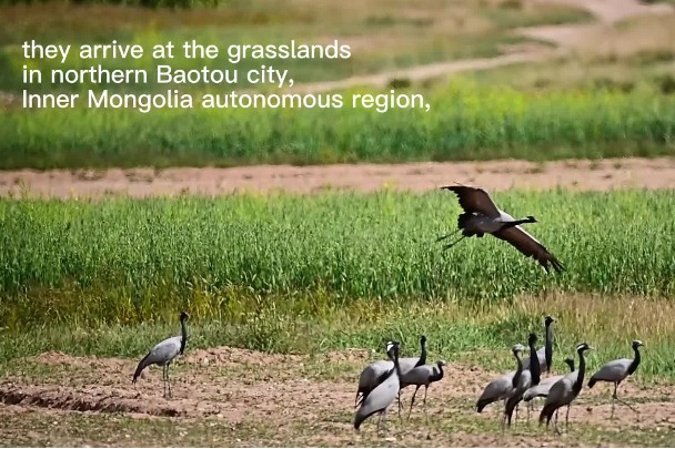 Challenging migrations of the demoiselle cranes