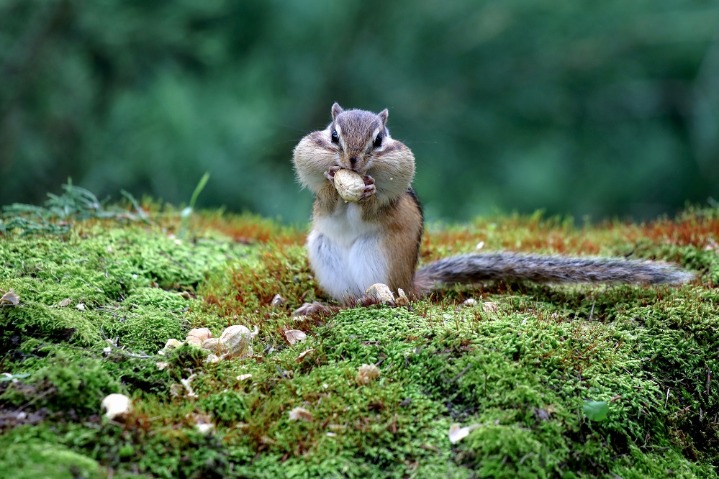 Squirrel spotted enjoying happy foodie time at forest park
